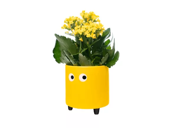 Maceteros con ojos TAMPERE Maceteros con ojos TAMPERE