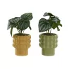 Planta Gres LAXO Planta Gres LAXO