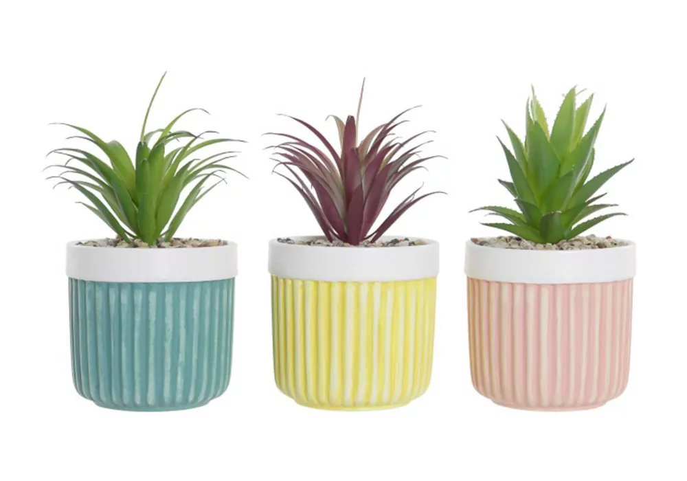 Planta Gres LAXO Planta Gres LAXO