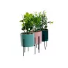 Planta Gres LAXO Planta Gres LAXO