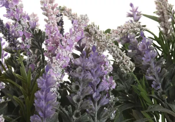Pote de cerâmica com planta de BOOT Pote de cerâmica com planta de BOOT
