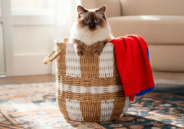 Cesta de fibra ORGANIC